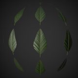 Tropical Leaf PBR Material Tropical Leaf PBR Material