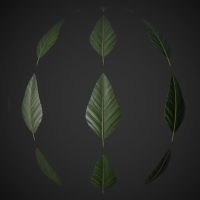 Tropical Leaf PBR Material