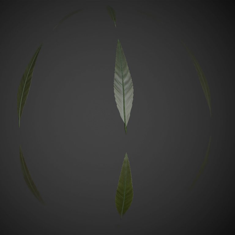Narrow Jungle Leaf PBR Material